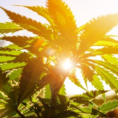 Dedicated to delivering health and wellness derived from CBD Oil and products.