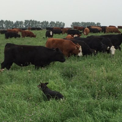 making a living in the livestock industry grazing year round and enjoying it /Aussie expat living canada