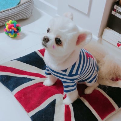 odgrso's profile picture. Penetration Testing (Web | AD | Cloud)/ OSCP / OSWE