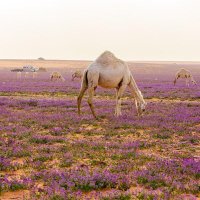 خالد النماصي (@yllnxfbvltcemy0) 's Twitter Profile