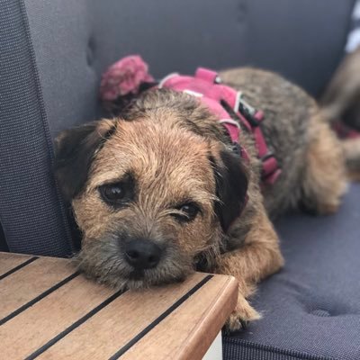 Border terrier daughter of @TinkerBurns & adopted sisfur of @BarneyBT 😊