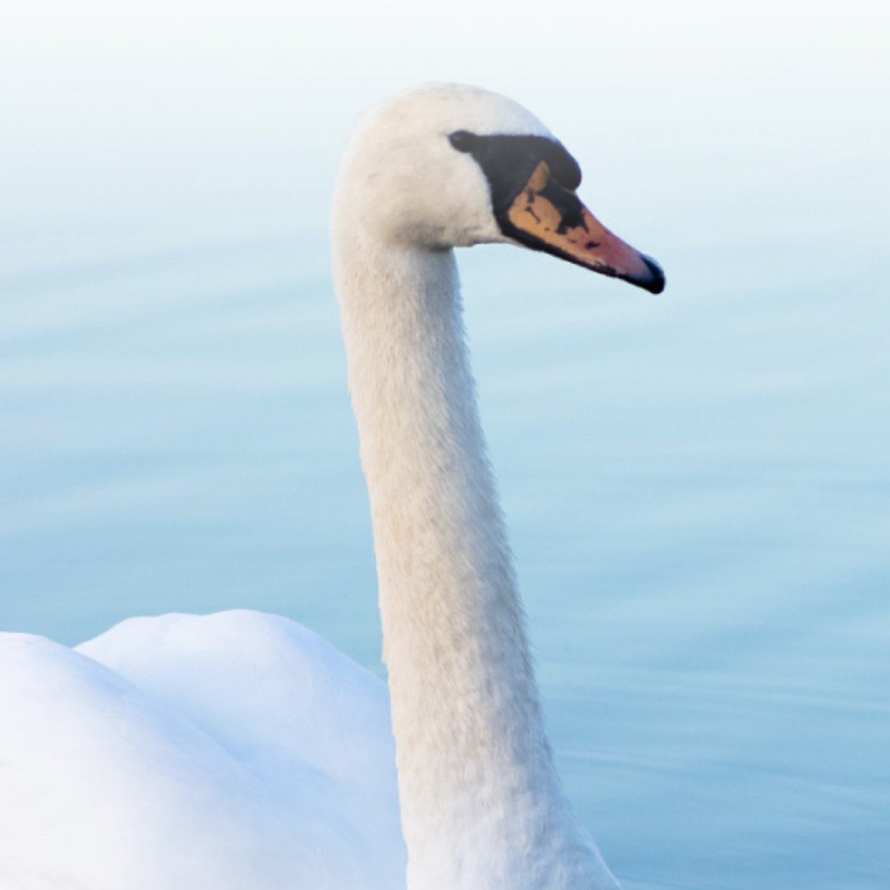 SwanMedica Oy is a pharmaceutical wholesale distributor in Finland. We collaborate with manufacturers who don’t have a team or other presence in Finland.