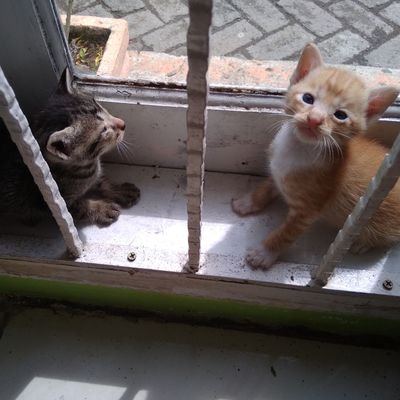 FitriahFJ's profile picture. 