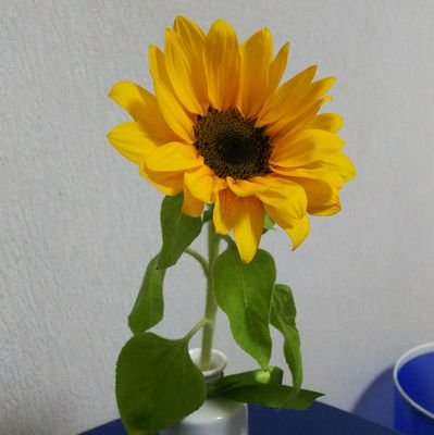 観劇にハマってます。*pnish*土屋さん、WBB、泉見洋平さん出演作品とか…。 洋平さんは、舞台も歌も最高♪槇原敬之さん、A.B.C-Z(推しは戸塚祥太君)も絶賛応援中💕土屋さん&*pnish*、洋平さん、A.B.C-Z、マッキー、WBBを一緒に応援・語れるお友達、たくさん作りたいです。よろしくお願いします。