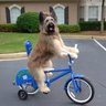 _DogsOnBikes_'s profile picture. Bybit - https://t.co/Er28JCRXvz
Hyperliquid - https://t.co/9LMG7E18Zc