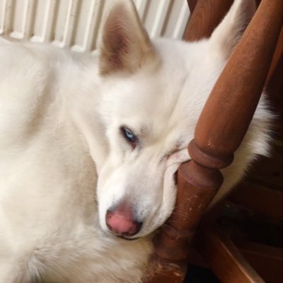 Sputnik89955478's profile picture. I’m Sputnik, a white Siberian husky. Me & my sister Sedna share an account. But she’s the boss really. ❤️ Sometimes my hooman hacks into my account 😬.