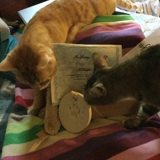 Loyal friend to mine and fan of #TheBrave. Foster mom of🐈s & lover of🐎s from a proud military family 🇺🇸 Pain Warrior 💔 #FosteringSavesLives #RenewTheBrave