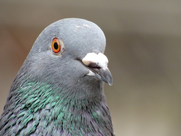 I’m a pigeon flying around the House of Deputies at #gc79