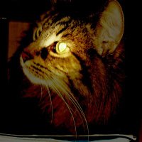 PeterAndr (@peterandrusza) 's Twitter Profile