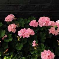 '’ (@uiui5511) 's Twitter Profile