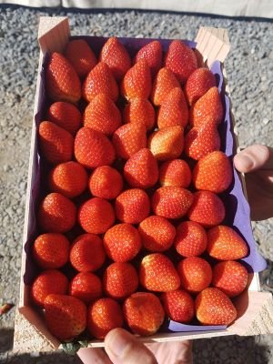 Breeding Manager looking for the next new variety in strawberries, blackberries, blueberries and raspberries. Former farm owner in Arava Israel