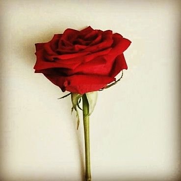 Basoaci2bungkus's profile picture. Nyatanya langit tidak selamanya biru sama halnya dengan dirimu yang tak selalu jadi milik ku