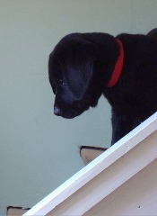 Black labrador retriever puppy - really!