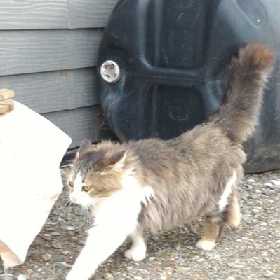 zaraki_ma810's profile picture. 