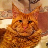 anubis (@anubis3982) 's Twitter Profile