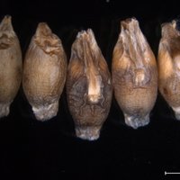 Seed Science Society (@seedscisoc) 's Twitter Profile