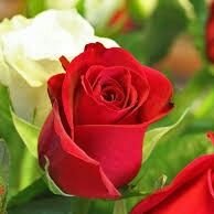 MS Ghai (@manjits1903) 's Twitter Profile