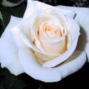 Sara Roos - @Sara1959X - Twitter