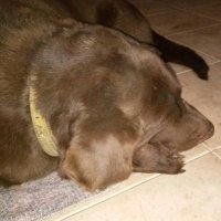 Artu Chocolaton (@achocolaton) 's Twitter Profile