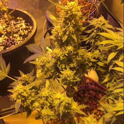 yvnghydropon's profile picture. Your Grower’s Favourite Grower.. #Hydroponic #Breeder #PopSeeds #CloneMoms #GrowDesign #BC #Toronto #LA #Cannabis All Business Inquires E:ReachDRelief@gmail.com