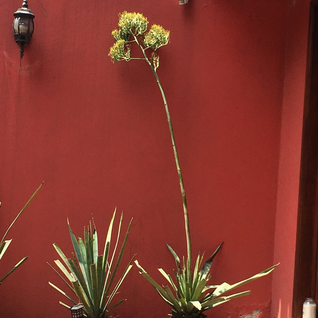 RoblesMaki's profile picture. 