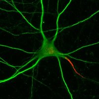 Juan Burrone Lab (@jbneuro) 's Twitter Profile