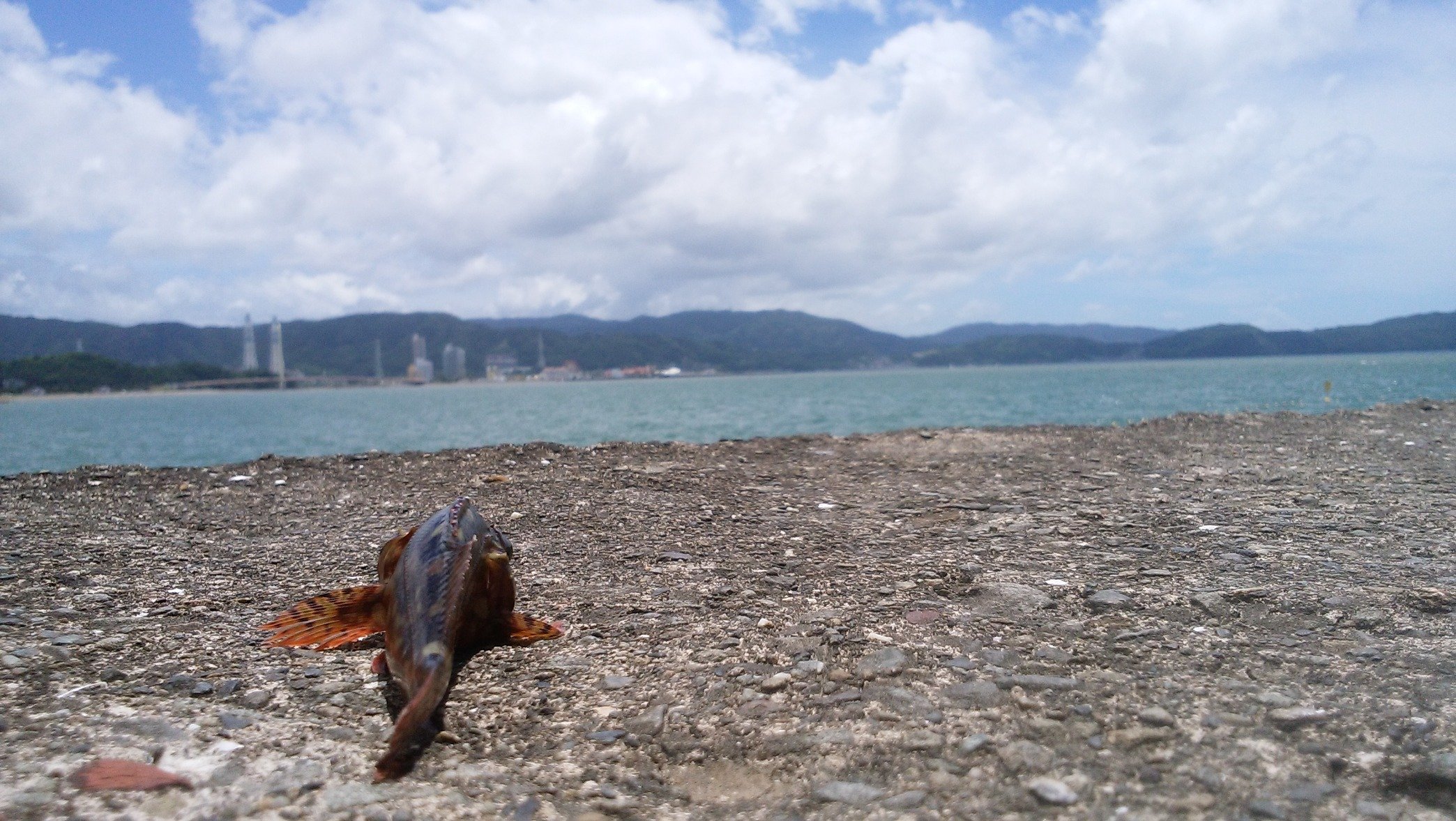 GoMoooooo's profile picture. 