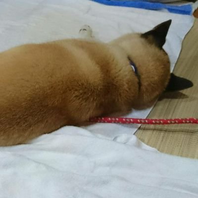 usappi_usa224's profile picture. 岡山城東 31th 8組ヾ(●´∇｀●)ﾉ