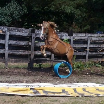 #SaveOurWildHorses #BanHorseSlaughter Yes2Safe #justice4mustangs. #PublicLands #NoMore #WelfareRanchers Love all animals. ❤️ Rescue & Rehab of Mustangs 🐴