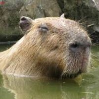 Fearless Capybara(@uparkar82) 's Twitter Profile Photo