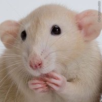 ok (@ok55991) 's Twitter Profile