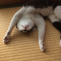 牟田雅直(競馬ブック) (@keibabook_muta) 's Twitter Profile