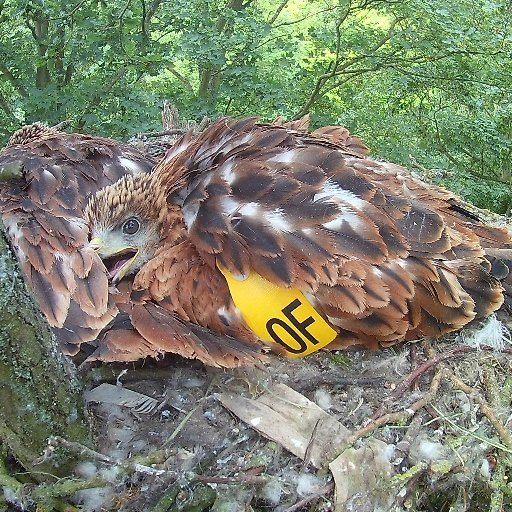 Southern Colour Ringing Group working on colour marking species of birds in the South of England for conservation science.