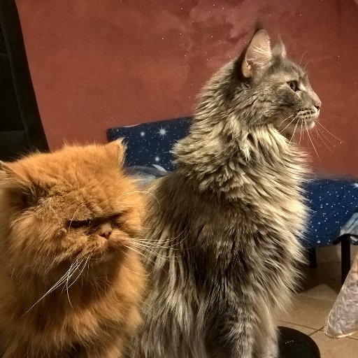 crosaragimmj's profile picture. 🍽️