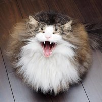 Agent Snark @agentsnark@mstdn.social (@snarky_agent) 's Twitter Profile