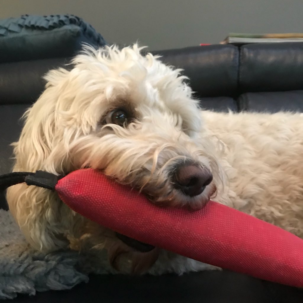 JulieBolam2's profile picture. 🇮🇪Irish abroad, main priorities food, books, armchair rebellion