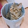 _bincat's profile picture. Mining KRW at @theori_io in @dreamhack_io team; playing CTF with The Duck, MMM