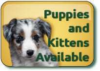 CatsD0gs's profile picture. (830) 488-7669 Yanapintle@Gmail Kittens And Puppies For Sale 443-873-0668 #KittensAndPuppiesForSale Bengals Servals Ocelots Marmosets Poms Cash App Only