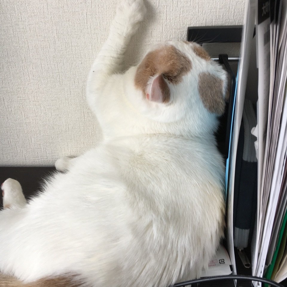 Ryuruby1's profile picture. 