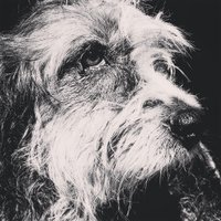 César Rojas Olivos (@cesard2) 's Twitter Profile