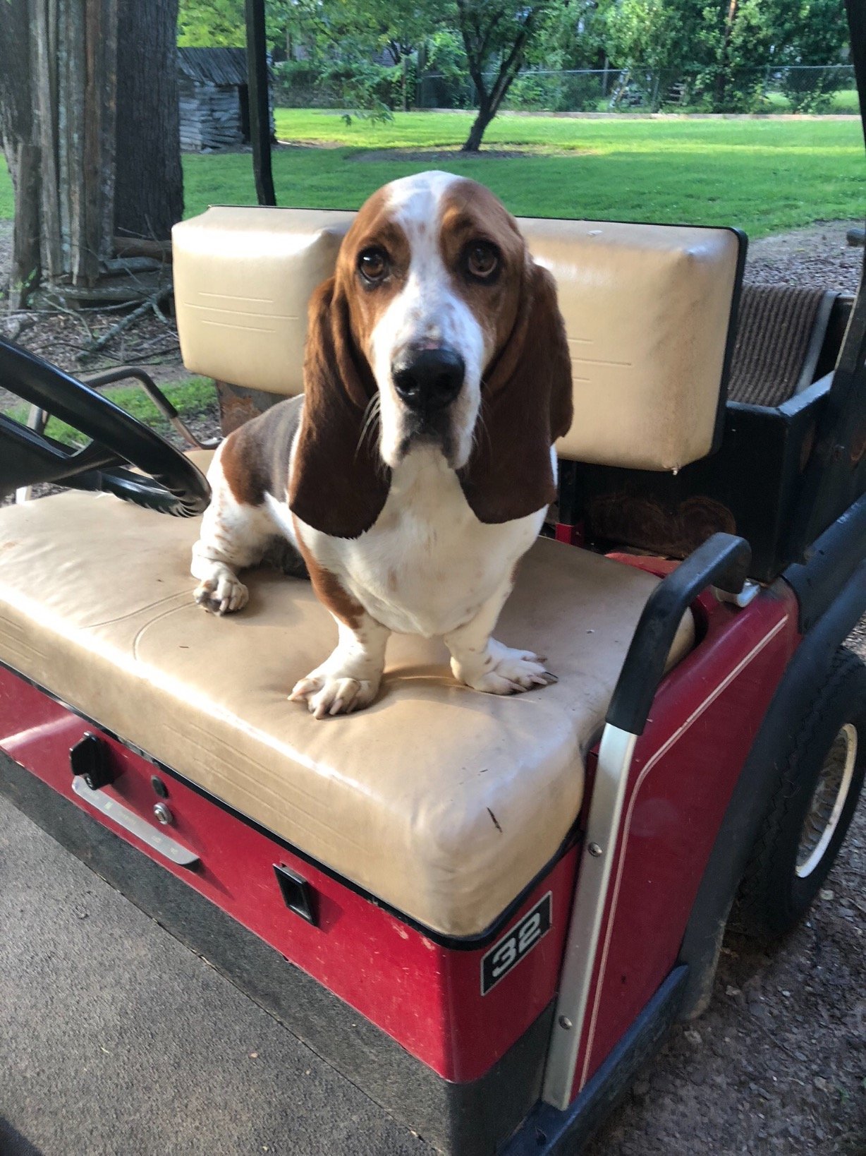 Basset Hound calls the great state of Tennessee now Texas home! I help my human get through life with a healthy balance of faith, fun and unconditional love.