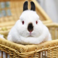 ヒマラヤンのうさぎ (@trigger_milla) Twitter profile photo
