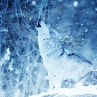 Timber Wolf Survival(@tmbrwlfsurvival) 's Twitter Profile Photo