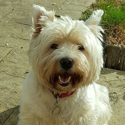 I'm a rescue Westie now living in my forever home but I'm missing my lovely Westie brother,@angusthewestie1 who is watching over me after he went OTRB on 2/1/17