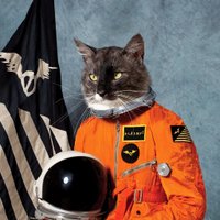 Feral Cat Colonist(@CatColonist) 's Twitter Profile Photo