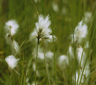 bregjemaatman's profile picture. 