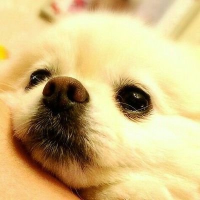 進化してサモエドになりたいポメラニアンの女の子♀🐶名前は｢ぽん｣。14歳の甘えんぼちゃん💕4歳の夏、胆管閉塞を起こし危険な状態になりましたが奇跡的に快復。大好物はおうまちゃん(馬肉)🐴
見てくださってありがとうございます🍀