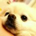 おうまちゃん (@pomerer2015) Twitter profile photo おうまちゃん (@pomerer2015) Twitter profile photo