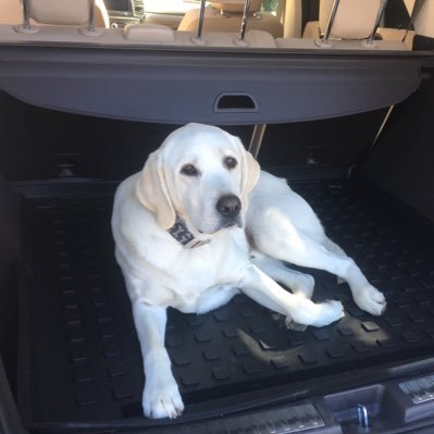 Leo is a Labrador Retriever from Santa Barbara who 💙’s his sisters Lola & Halle. He gets amped listening to Hip-Hop in his Yacht & bodysurfing at beach.