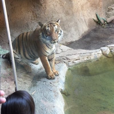slow_entropy's profile picture. Gripto Enthusiast - $JEWEL
pronouns: 🐯
